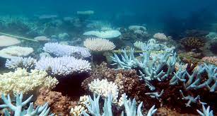 The great barrier reef is a coral formation, the largest in the world, located off the pacific coast of queensland, australia. Mlhkkhhcakkgdm