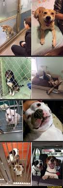 Funnyism Picture Rescue Dog Quotes Cat Love Quotes Cat Love