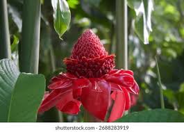 Image result for Etlingera elatior