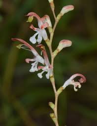 Image result for Zygotritonia