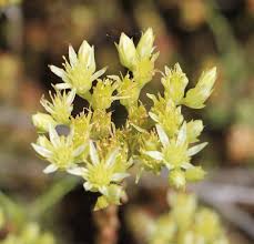 Sedum sediforme. | Flora, Crassulaceae