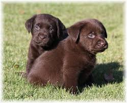 Find the perfect puppy for you and your family. Pin By Melody Sanborn On Cute Animals Labrador Puppy Labrador Puppy Chocolate Lab Puppies