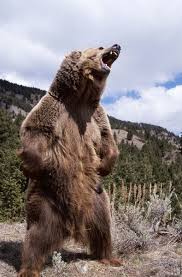 Black Bear Vs Grizzly Bear Size Difference Grizzly Bear Standing Up And Roaring Grizzly Bear Bear Grizzly