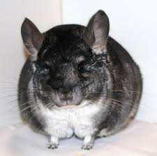 I started this site back in 2005 to help people become more aware of the proper care of chinchillas and also to share my experiences with these wonderful creatures. Sunshine Chinchillas Home Facebook