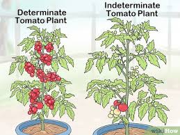 When it comes to tomato talk, the terms indeterminate and determinate are used quite often. How To Prune Patio Tomatoes 10 Steps With Pictures Wikihow