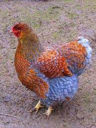 It is a popular show bird, and has many color variants. Blue Laced Red Wyandotte Vogel Als Haustiere Huhner Huhnerrassen