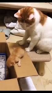Mother Cat S Love For Children Video In 2020 Cute Animals Funny Animal Videos Cute Baby Animals
