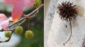 The sweetgum is botanically called liquidambar styraciflua. Sweetgum Trees Gumball Tree Types Leaves Identification Pictures