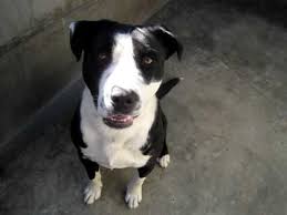 The best way to determine the temperament of a mixed breed is to look up all breeds in the cross and know you can get any combination of any of the characteristics found in either breed. Pit Border Collie Mix A270156 At Pasadena Humane Youtube