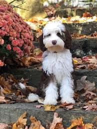 Maybe you would like to learn more about one of these? Home Labradoodles On Main Australian Labradoodles Ohio