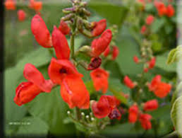 Image result for Phaseolus coccineus