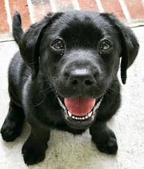 2019 Most Popular Dog Breeds In The Us For 2018 Labrador Retriever Black Lab Puppies Labrador Puppy