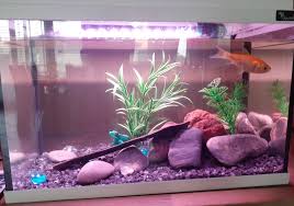 Nouvelle Lampe Pour Le Poisson En 2020 Lampe Nouveau Ne