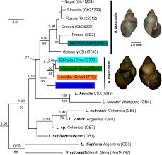 A technical manual for veterinary surgeons and advisors. Cryptic Intermediate Snail Host Of The Liver Fluke Fasciola Hepatica In Africa Parasites Vectors Full Text