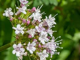 Image result for Valeriana