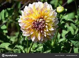 Aster Flower In Tamil Best Flower Wallpaper