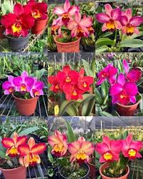 Image result for Urochloa xantholeuca