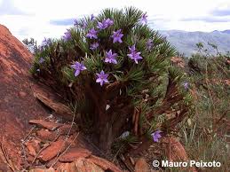 Image result for Velloziaceae