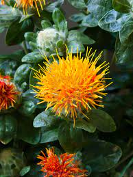 Pin By Simone Hald On Flowers In Floristry Safflower Annual Plants Flower Food