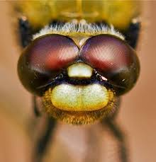 Black And Yellow Dragonfly With Green Eyes A Dragonfly Eye Has 30 000 Lenses A Human Eye Has Only One Photo Getty Images Uk Dragonfly Photography Insect Photography Macro Photography Insects