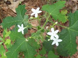 Pin By Gail G Taylor On Florida Native Plants Florida Native Plants Plants Wild Plants