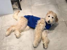How long does it take for a dog to get used to a cone? The Best Alternative To The Dog Cone After Spay Neuter