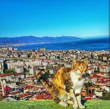 Boztepe Trabzon Trabzon Karadeniz Manzara Cats Kedi