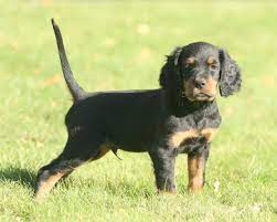 Cute Gordon Setter Puppy Photo Setter Puppies Gordon Setter Puppies