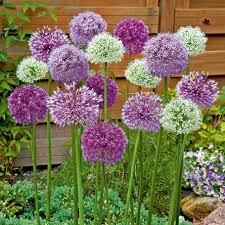 Sortiment Riesenzierlauch Zierlauch Blumensamen Zierlauch Blumenzwiebeln