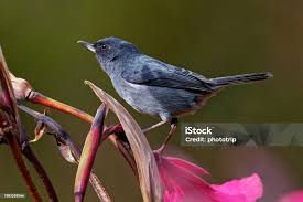 Image result for Passerina montana