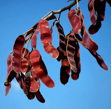 Image result for Albizia tanganyicensis