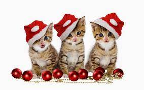 Lovely Cute Kittens And Puppies Christmas Kittens Buon Natale Adorabili Gattini Gatti Carini