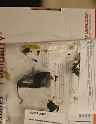 Image result for Nesaea pedroi