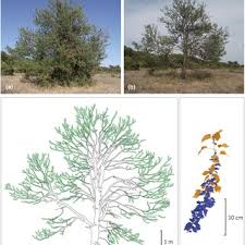 Image result for Micrococca capensis