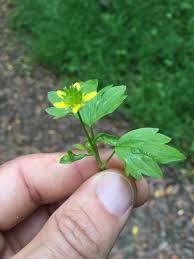 Image result for Pycreus muricatus