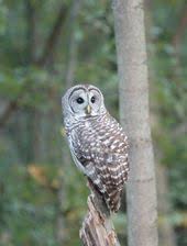 Birds Of Southwest Ohio Ohio Bird Photo Collection Barred Owl Face On Owl Pictures Ohio Birds Barred Owl