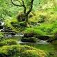Film at the farm - The temperate rainforests of...