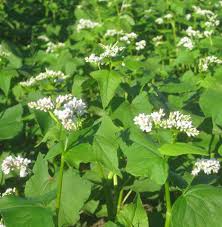 Image result for Millettia sp. B (Fanshawe 8569)