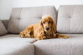 È importante occuparsi anche della cura del pelo, spazzolarlo ogni giorno e utilizzare appositi prodotti per cani dal pelo lungo lo aiuterà a mantenere il manto estremamente morbido e senza nodi. Slanatore Per Cani Cos E E Come Si Usa Yuup
