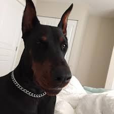 Everything About The Alert Doberman Pinschers Dogs Personality Dobermanink Dobermanhusky Dobermanpinscherblack Doberman Dogs Doberman Doberman Puppy