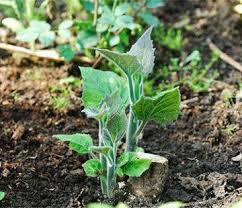 Pestovanie vlastných rastlín zo semien môže byť naozaj jedinečným zážitkom. Adamov Strom Paulownia Popis Paulownia Adamov Strom Popis Uzitocne Vlastnosti Vysadba Pestovanie Opustenie Adamovho Alebo Dracieho Stromu Paulownie