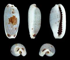 Image result for Cylindropsis