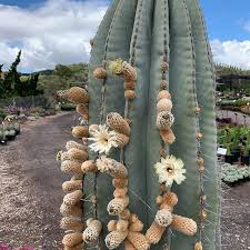 The hunters got lost in the rocky mountains. Pachycereus Pringlei Instagram Posts Gramho Com
