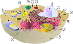 Drag the appropriate labels to their respective targets. Label The Cell Organelles Of An Animal Cell Diagram Quizlet