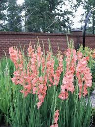Pin On Gorgeous Garden Plants
