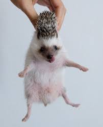 Pin By Ash Schuster On Hedgie Love Cute Animals Cute Baby Animals Cute Hedgehog