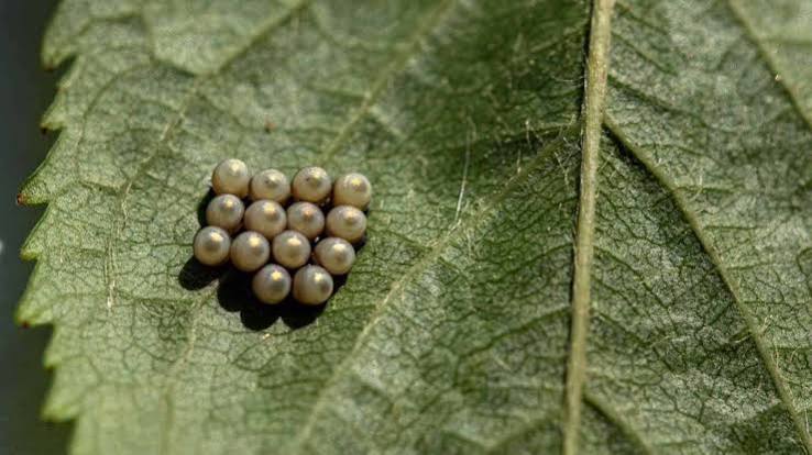 Stink Bug Eggs: Everything You Need to Know