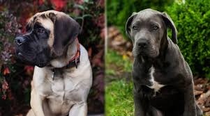 We did not find results for: English Mastiff Vs Cane Corso Breed Differences And Similarities