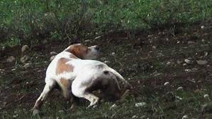 Pointer Ferma Google Da Ara Cani