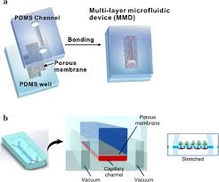 Find out if your pet's microchip is working and what to a microchip provides a unique and permanent id for your pet, which is stored in an electronic chip about last i checked these included 24 petwatch, 911petchip, aca marrs, akc reunite. Organ On A Chip Recent Breakthroughs And Future Prospects Biomedical Engineering Online Full Text